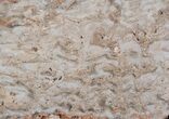 Paleoproterozoic Columnar Stromatolite (Eucapsiphora) - Australia #65524-1